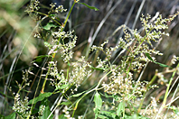 Aconogonon alpinum